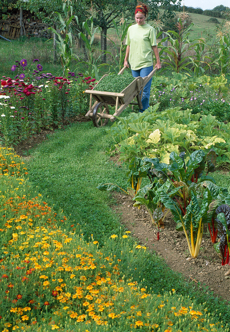 Woman driving wheelbarrow with mown clover, beds with marigolds, Callistephus (summer asters), chard (Beta vulgaris), courgettes (Cucurbita pepo), path with clover