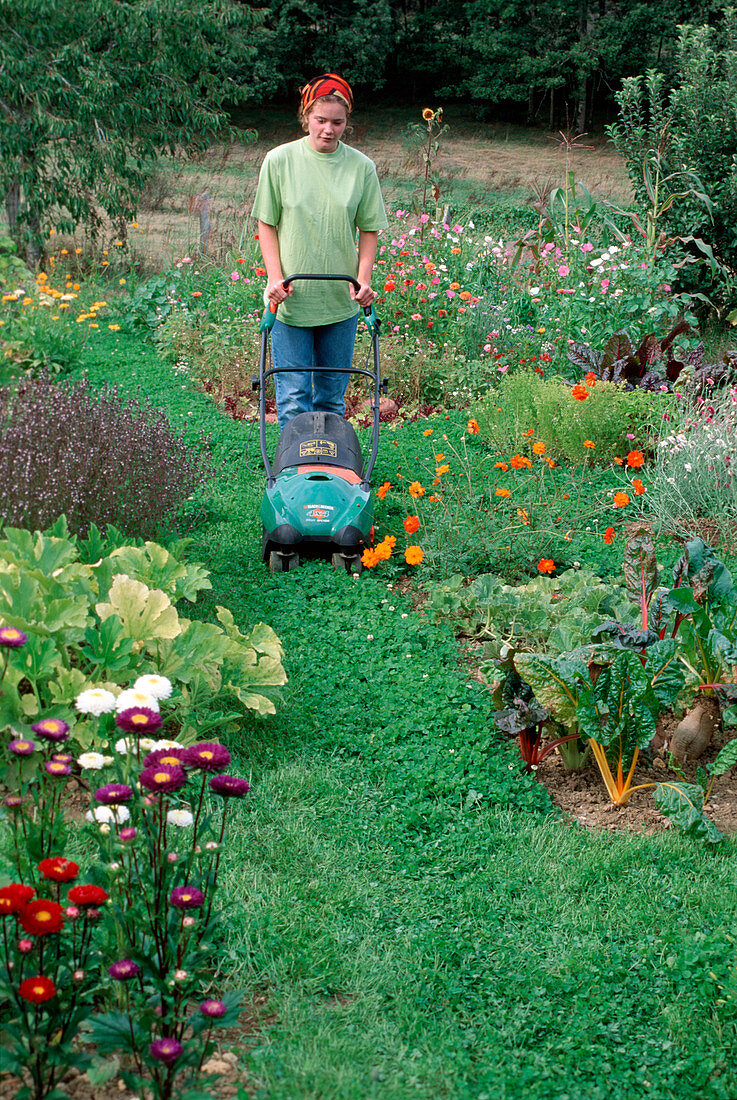 Woman mowing a path of white clover (Trifolium repens) between beds