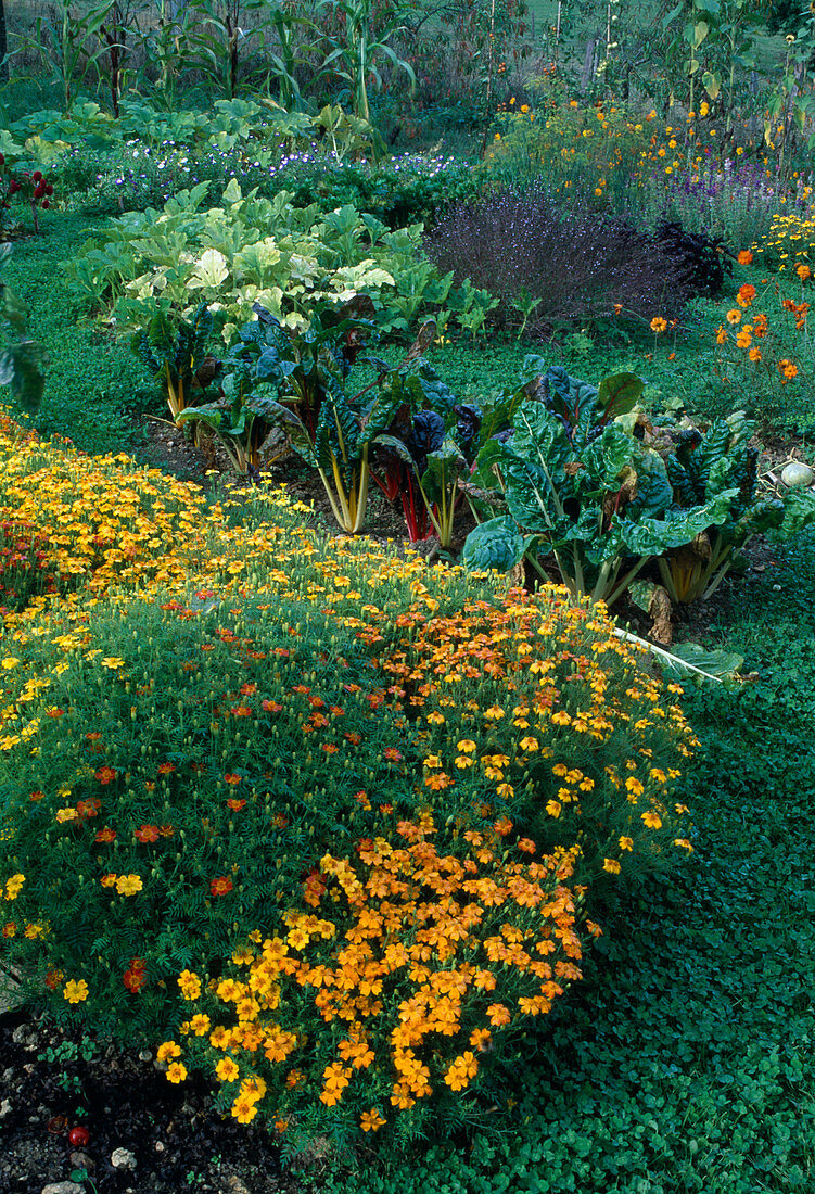 Cottage garden with Tagetes tenuifolia 'Star fire' (Spice Tagetes), Swiss chard (Beta vulgaris), courgettes (Cucurbita)