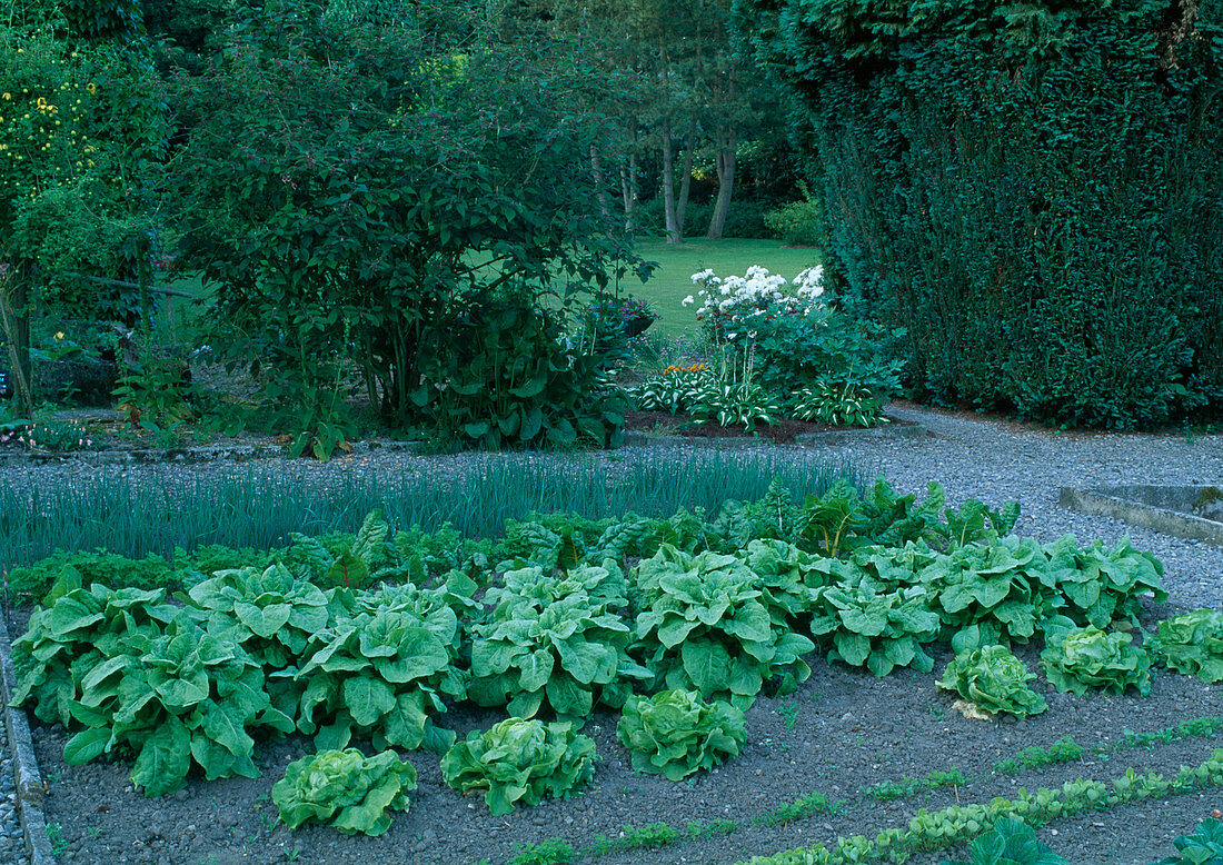 Gemüsegarten mit Spinat (Spinacia oleracea), Salat (Lactuca), Mangold (Beta vulgaris), Zwiebeln (Allium cepa)