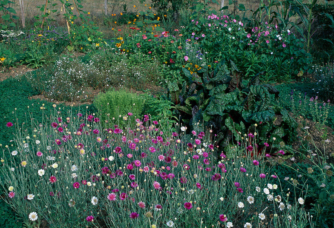 Xeranthemum 'Lumina'(paper flowers), chard (Beta vulgaris), basil (Ocimum basilicum), Gypsophila (baby's breath), Zinnia (zinnias) Lavatera (cup mallow)