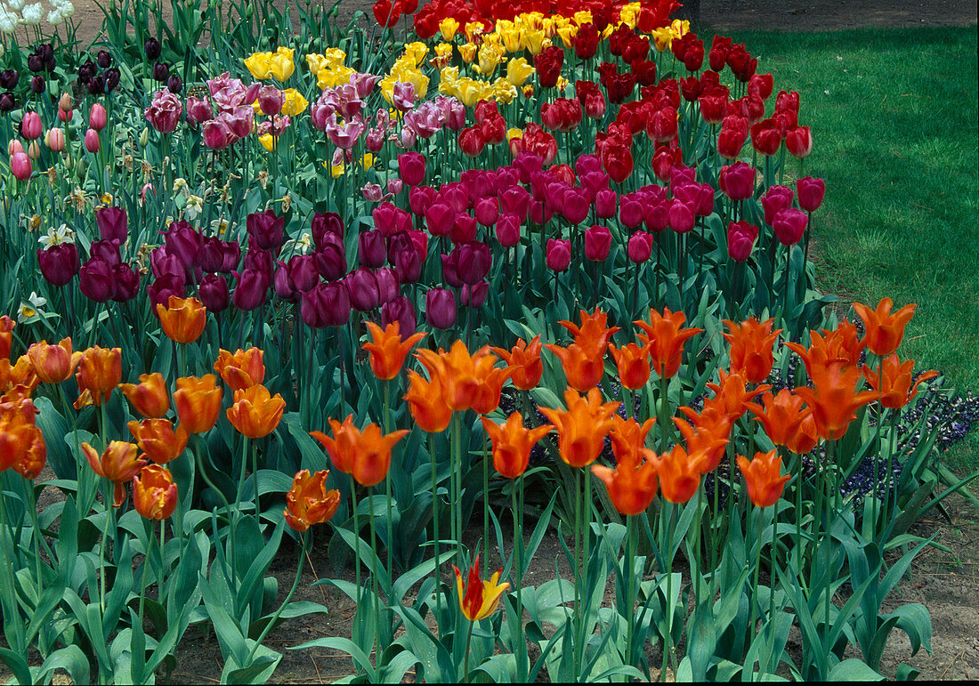 Buntes Beet mit Tulipa (gemischten Tulpen), vorne rechts 'Ballerina'