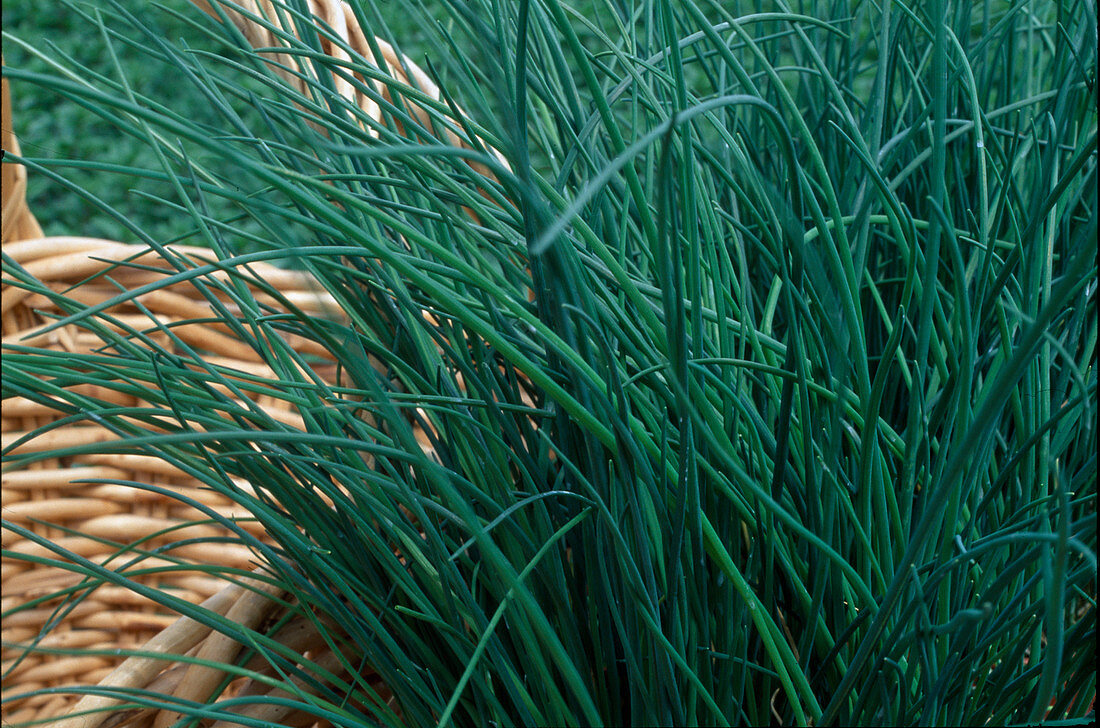 Allium schoenoprasum (Chives)