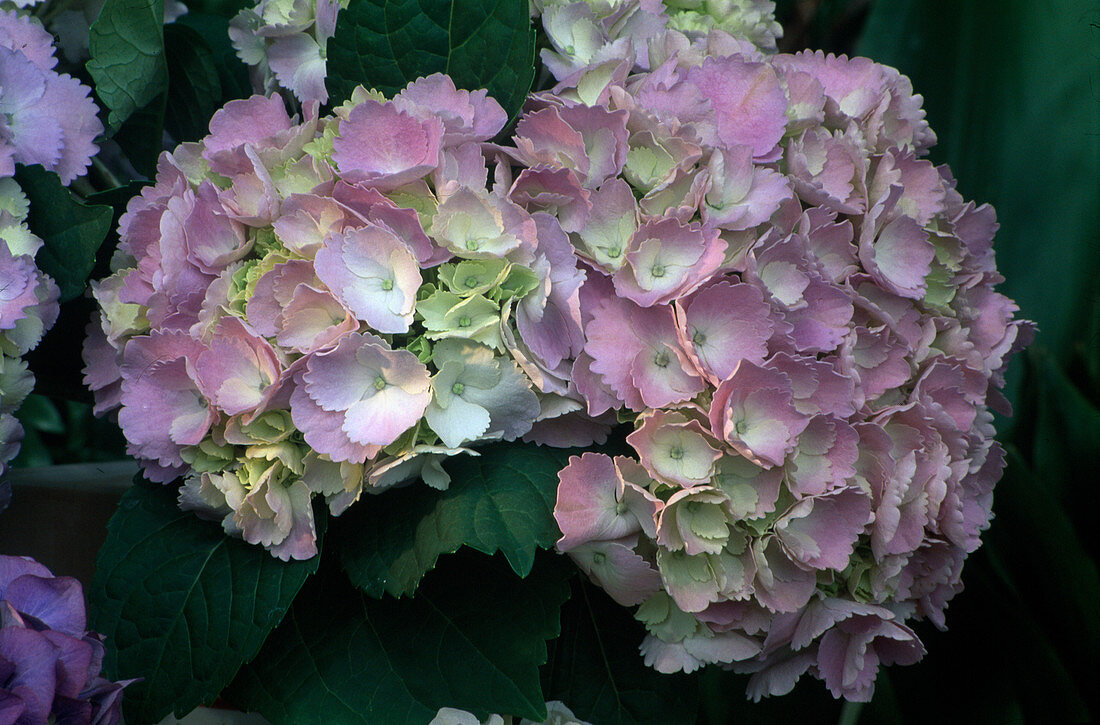 Hydrangea macrophylla (Hortensie)