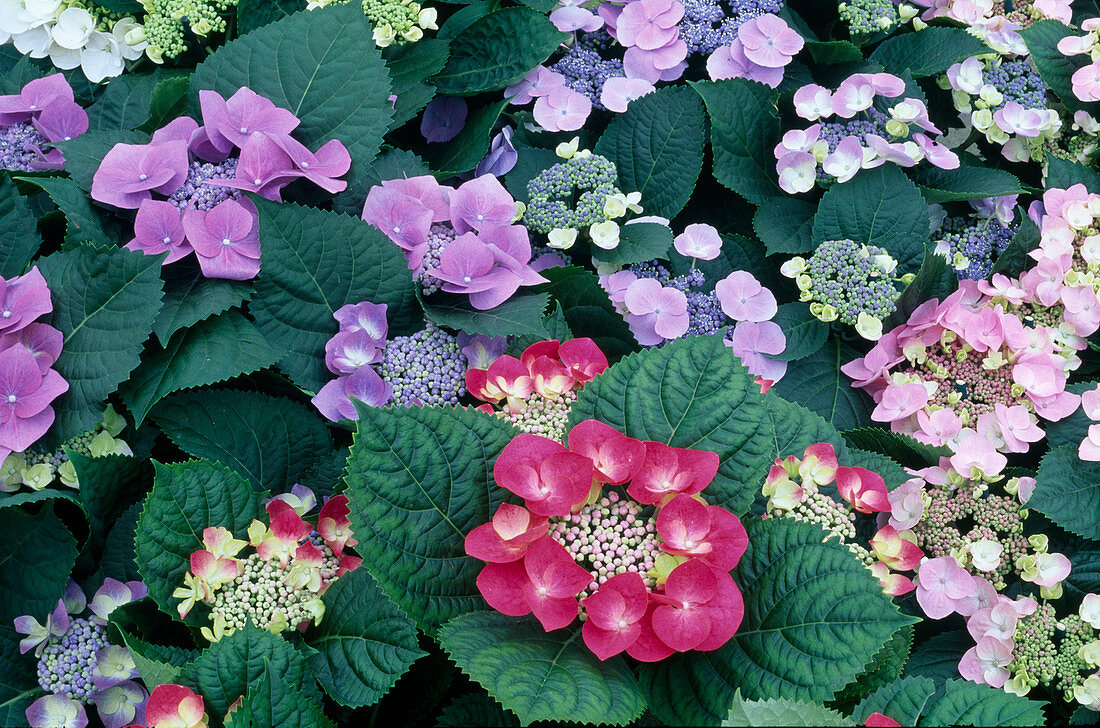 Hydrangea macrophylla