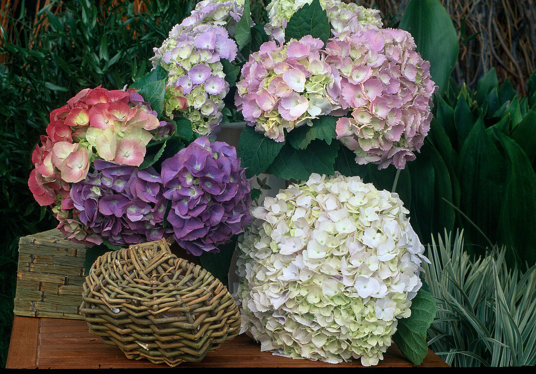 Freshly cut flowers of Hydrangea macrophylla (Hydrangea)