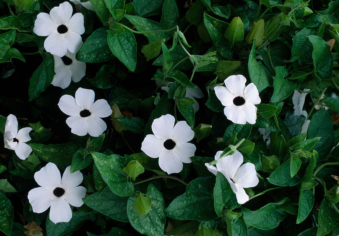 Thunbergia alata 'White' (Schwarzäugige Susanne)