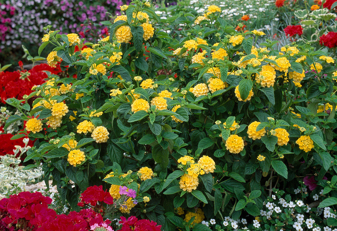 Lantana camara 'Goldsonne' (Anemone) in the flowerbed