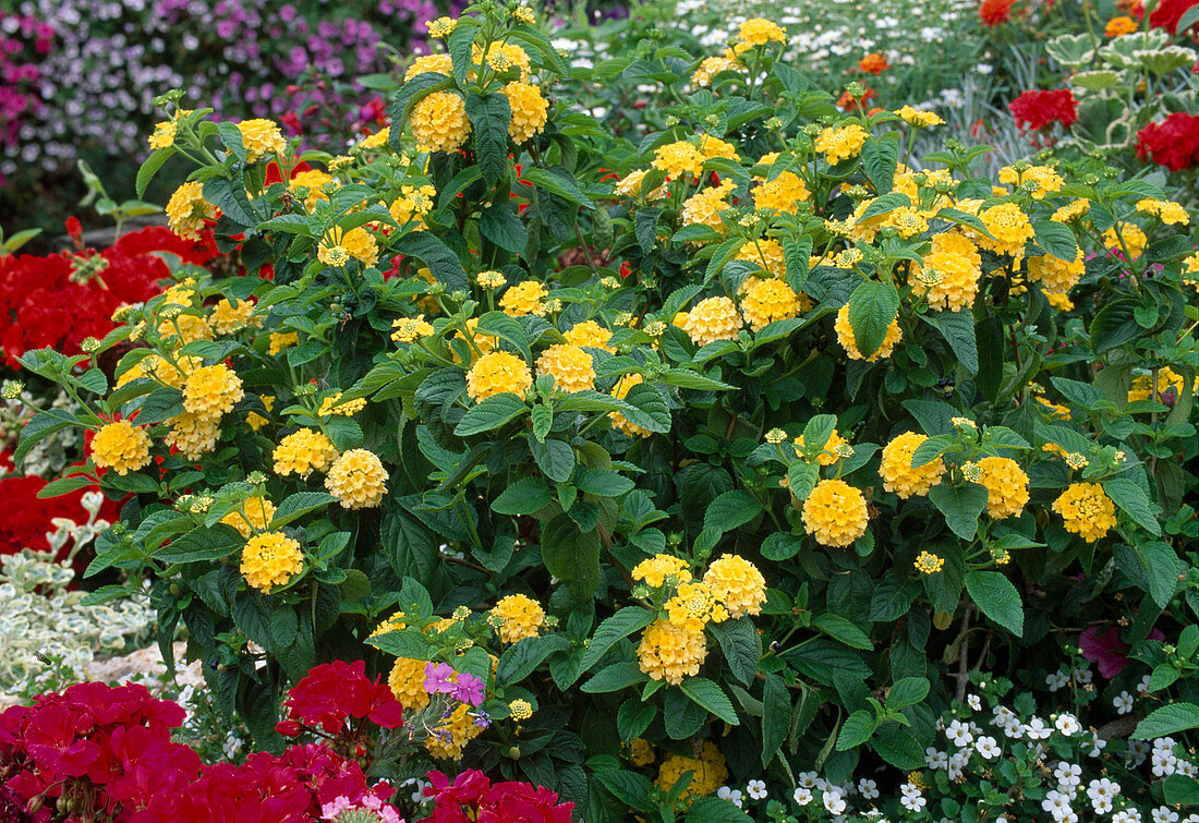 Lantana camara 'Goldsonne' (Wandelröschen) im Blumenbeet