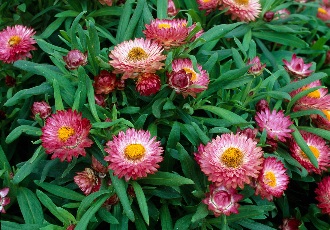 Helichrysum bracteatum (syn. Bracteantha bracteata) Strawflower