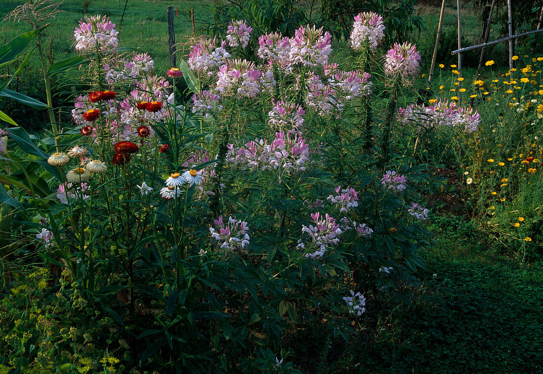 Cleome spinosa 'Sparkler Blush f1' (Spinnenblume), Helichrysum (Strohblumen)