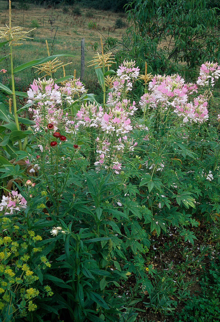 Cleome spinosa 'Sparkler Blush f1' (Spinnenblume)