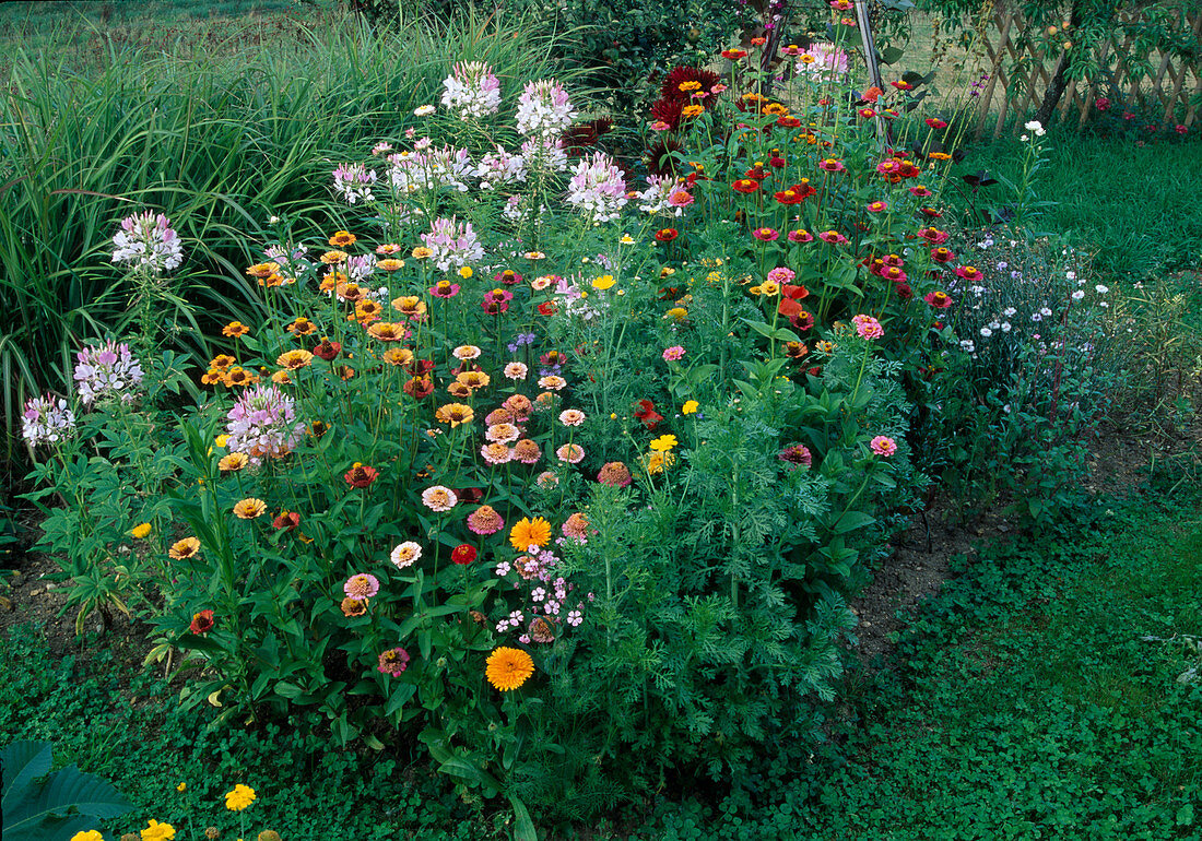 Zinnia (Zinnien), Cleome spinosa (Spinnenblume), Calendula (Ringelblumen)