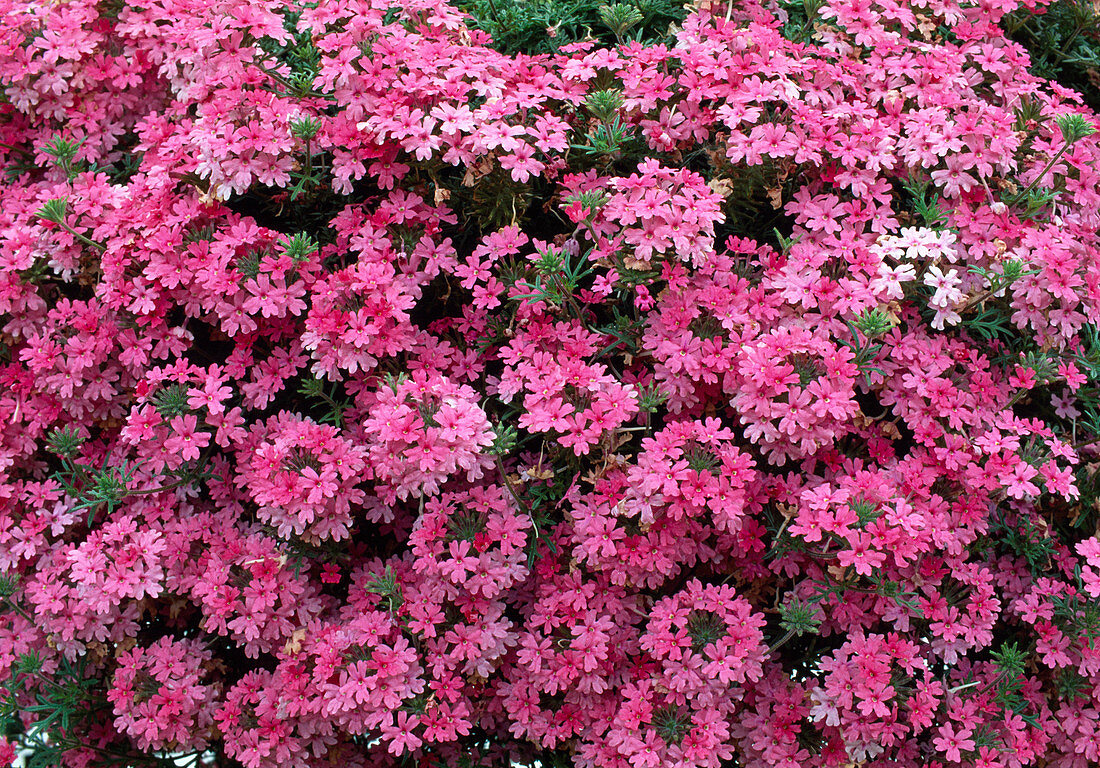 Verbena Tapien 'Salmon' (Vervain)