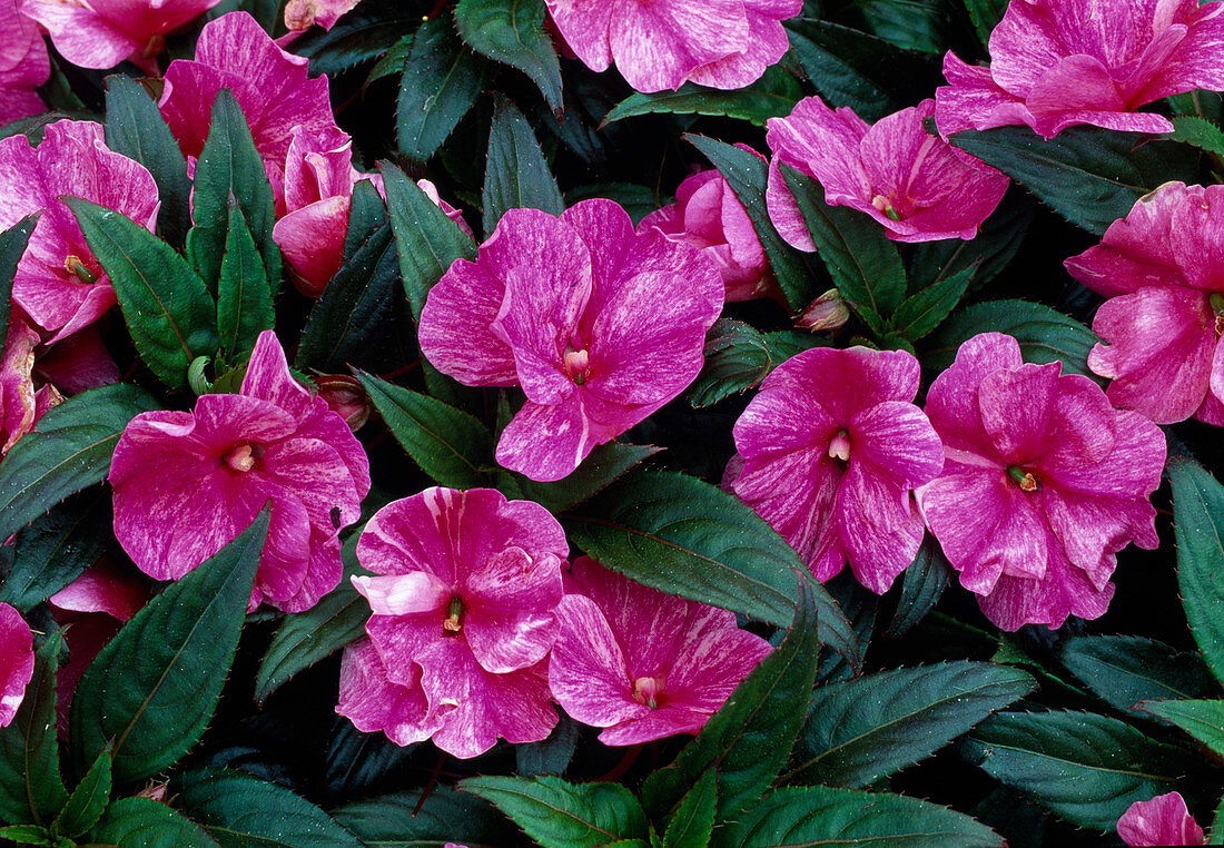 Impatiens Neu-Guinea 'Purple Stripe' (Edellieschen)