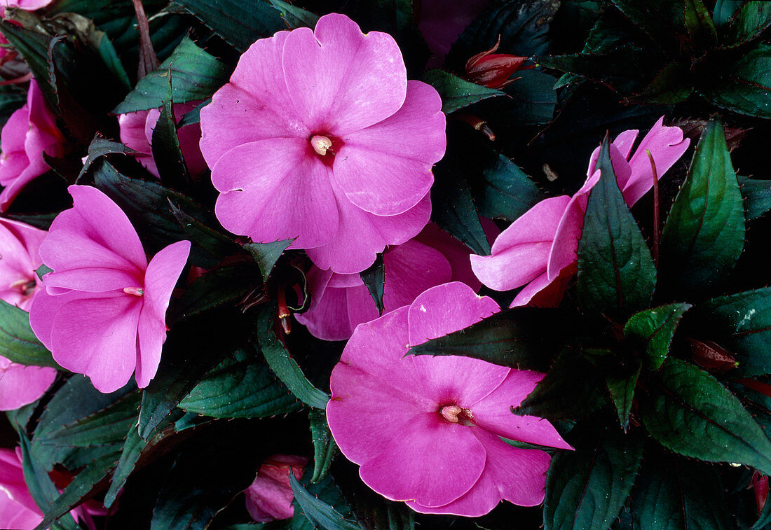 Impatiens Neu-Guinea 'Paradise Pascua' (Edellieschen)