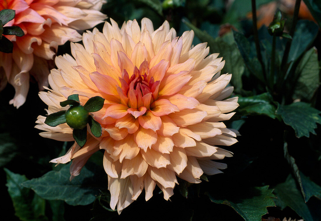 Dahlia 'Gallery Leonardo' (Dahlie)