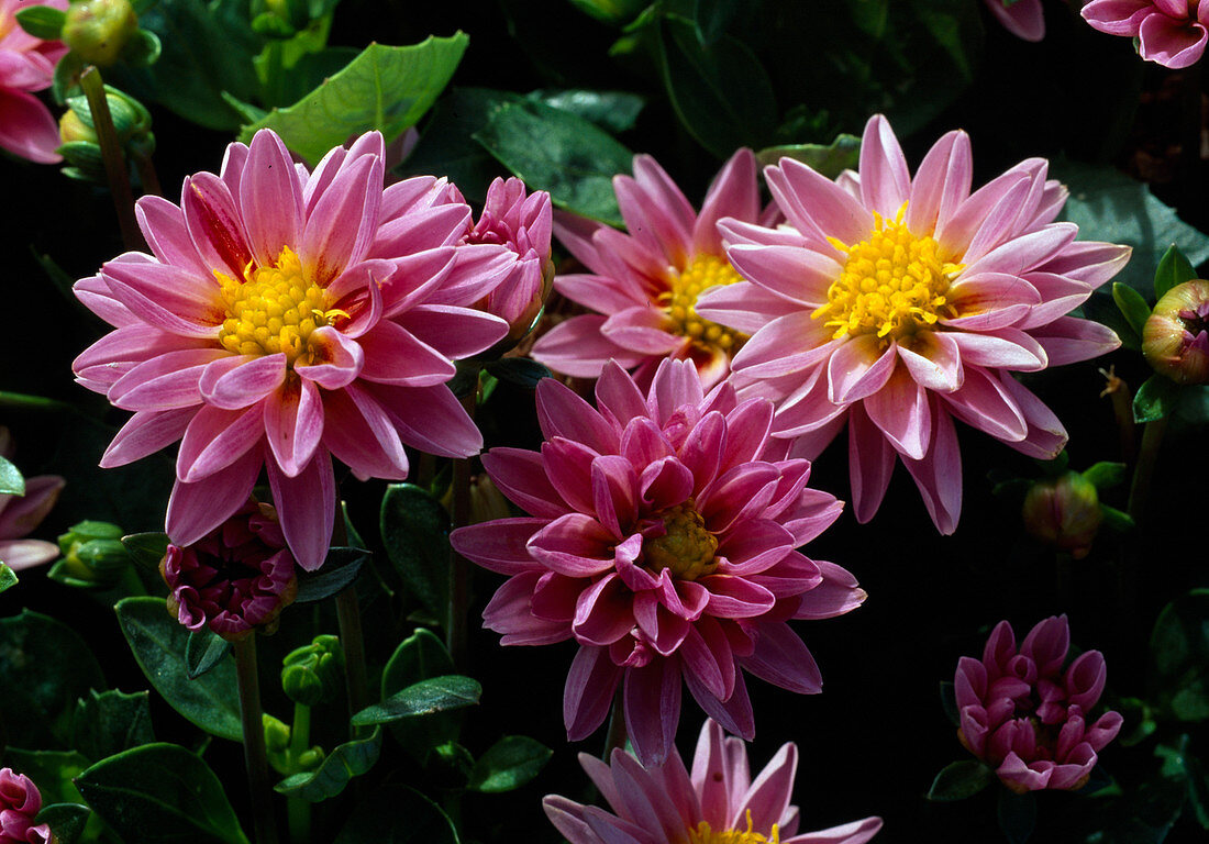 Dahlia nova 'Devon' (Dahlie)