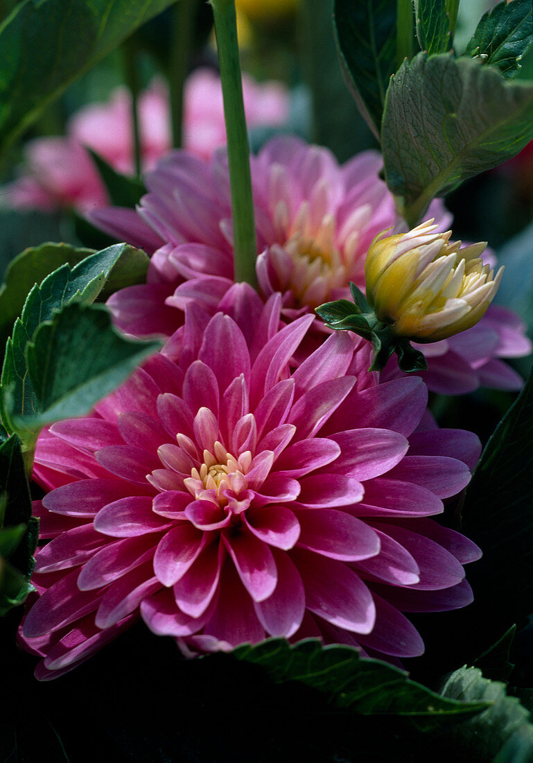 Dahlia 'Gallery Rembrandt' (Dahlia)