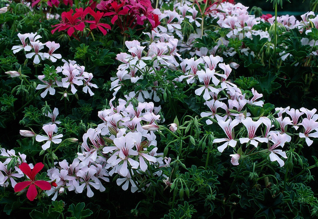 Pelargonium peltatum'Cascadia choice ' (Einfache Haengegeranien)