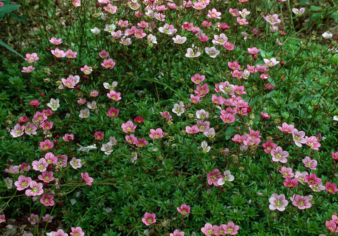 Saxifraga arendsii (Moossteinbrech)