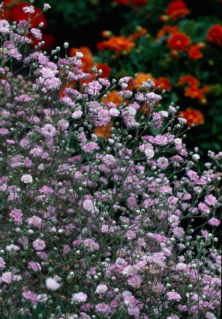 Schleierkraut (Gypsophila paniculata) 'Flamingo'