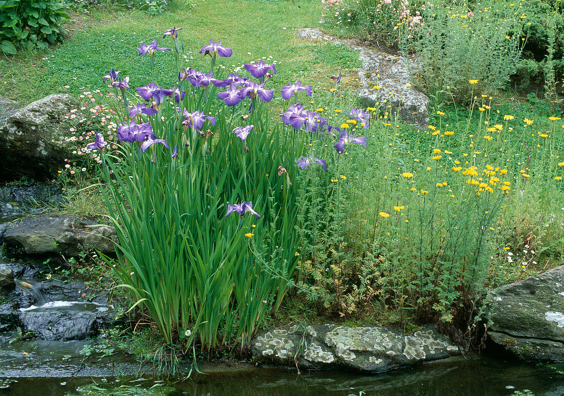 Iris ensata syn. kaempferi (Japanese swamp iris) and Anthemis tinctoria (dyer's chamomile) on the bank