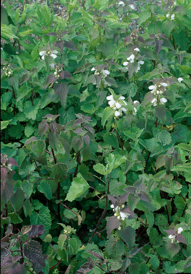 Lamium album (Dead-nettle)