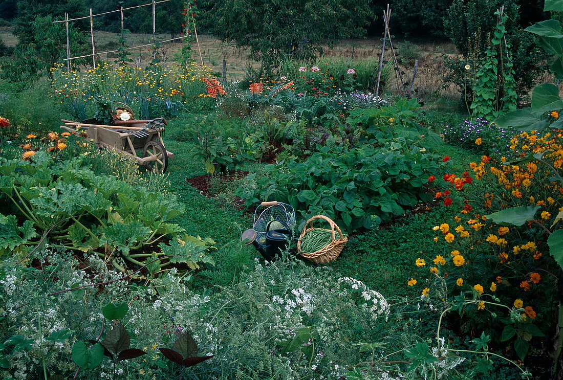 Farm garden with courgettes (Cucurbita pepo), bush beans (Phaseolus), Cosmos sulphureus (jewel basket), baskets with freshly harvested vegetables, wheelbarrow with gardening tools