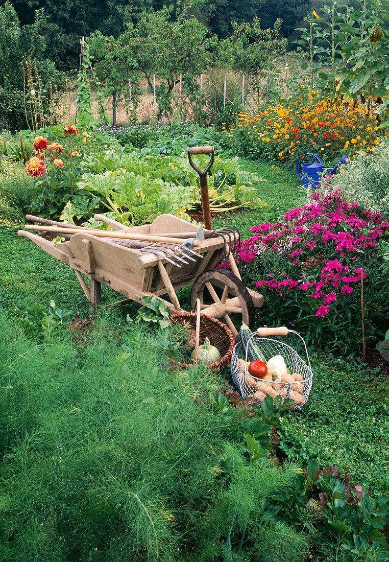 Vegetable harvest in the cottage garden - wooden wheelbarrow with gardening tools, fennel (Foeniculum), Dianthus barbatus (bearded carnations), courgettes (Cucurbita pepo), Dahlia (dahlias), Cosmos sulphureus (jewel basket), baskets with vegetables.