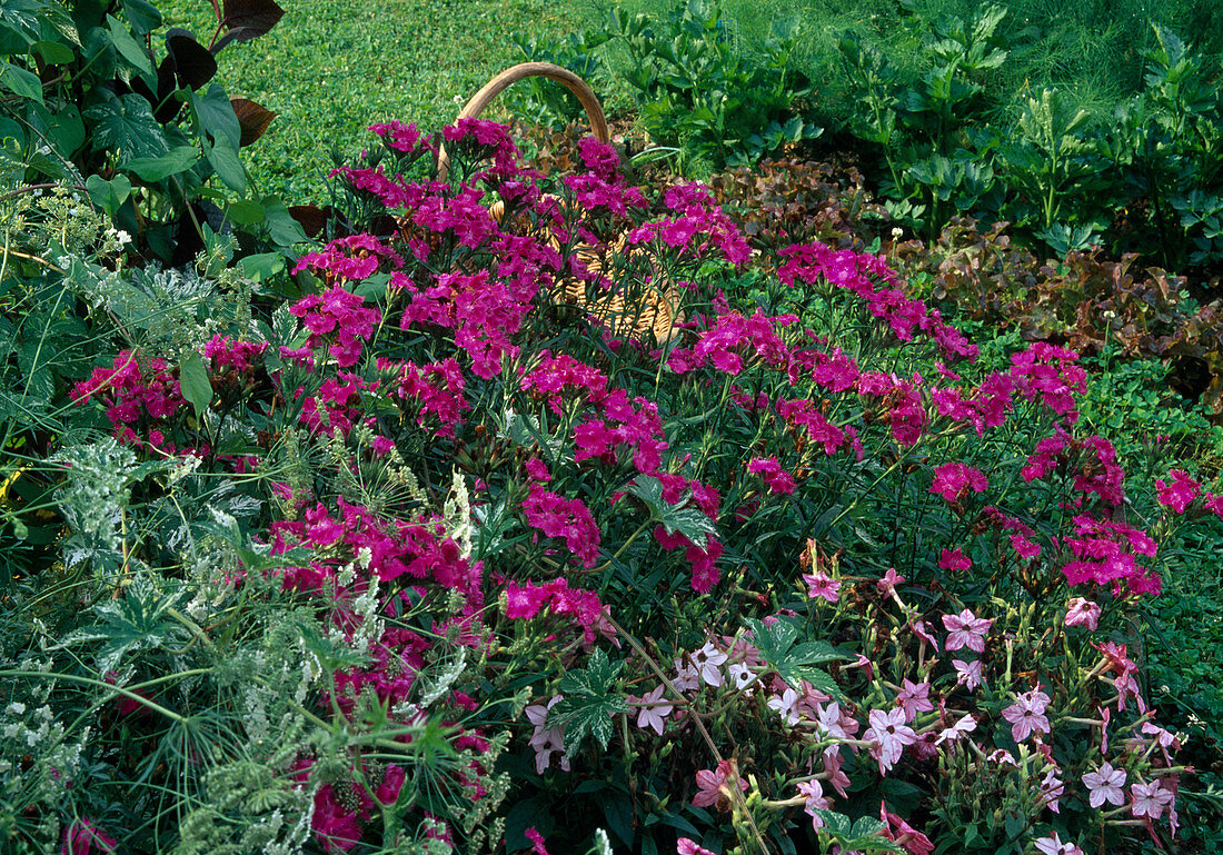 Dianthus barbatus interspecific 'Bouquet Purple' (Bearded Carnation)