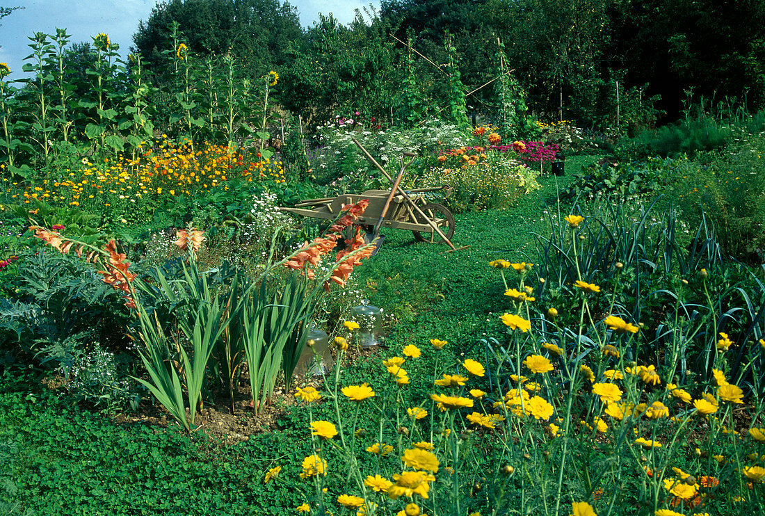 Bauerngarten mit Gemüse und bunten Blumen, Schubkarre mit Gartengeraten, Klee als Rasenersatz auf den Wegen