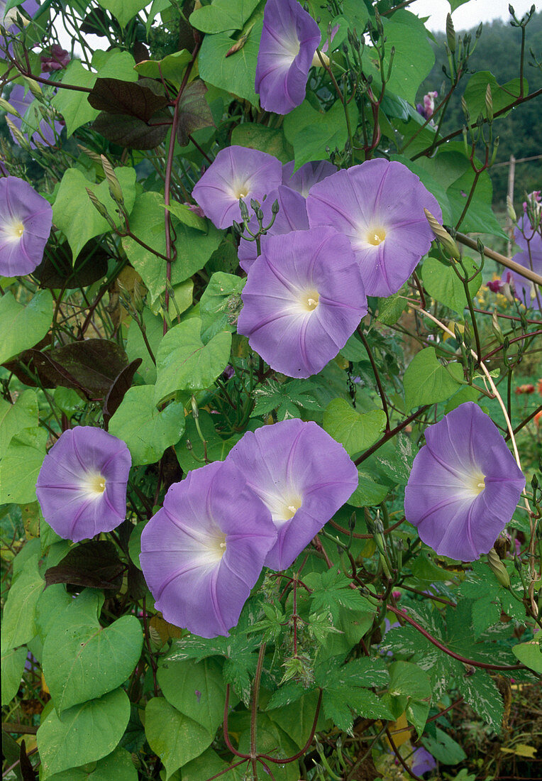 Ipomoea 'Bleu d'Azur' (Prunkwinde)