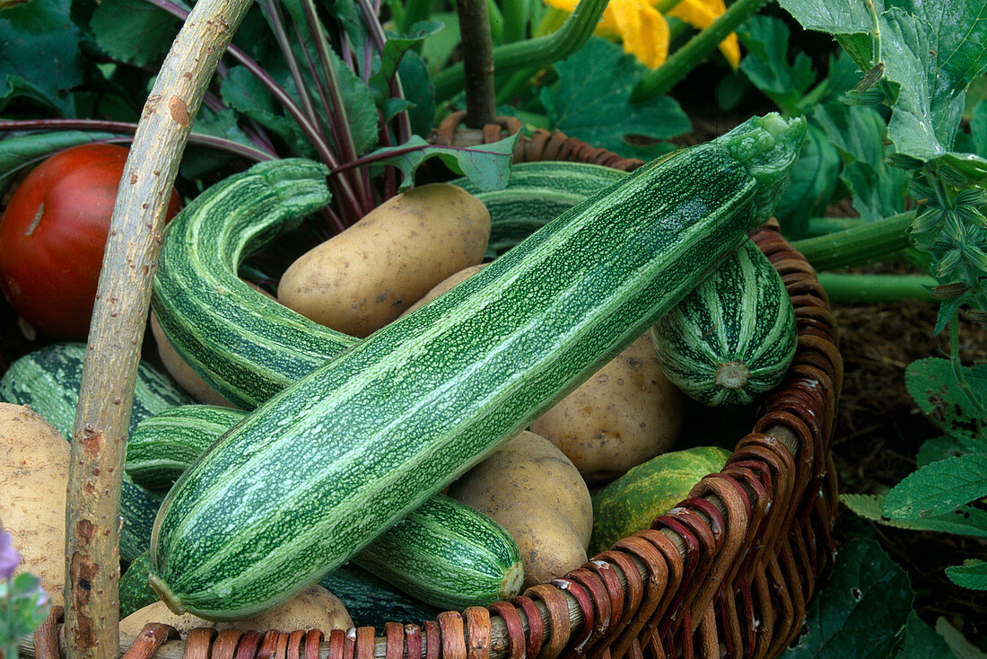 Korb mit frisch geerntetem Gemüse: Zucchini (Cucurbita pepeo), Kartoffeln und Tomate