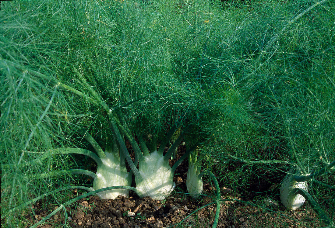 Knollenfenchel (Foeniculum) im Gemüsegarten