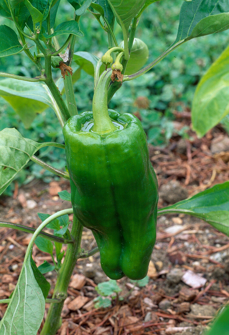 Paprika 'La Muyo' F1 (Capsicum annuum)