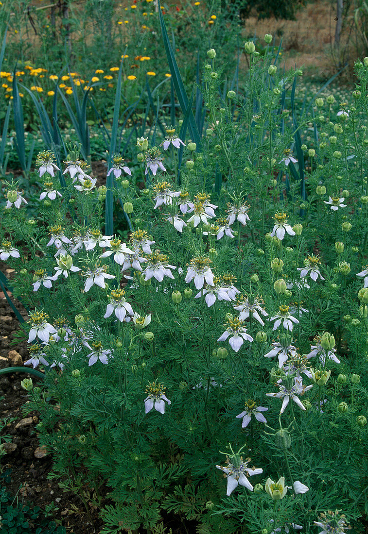 Nigella sativa (black cumin)