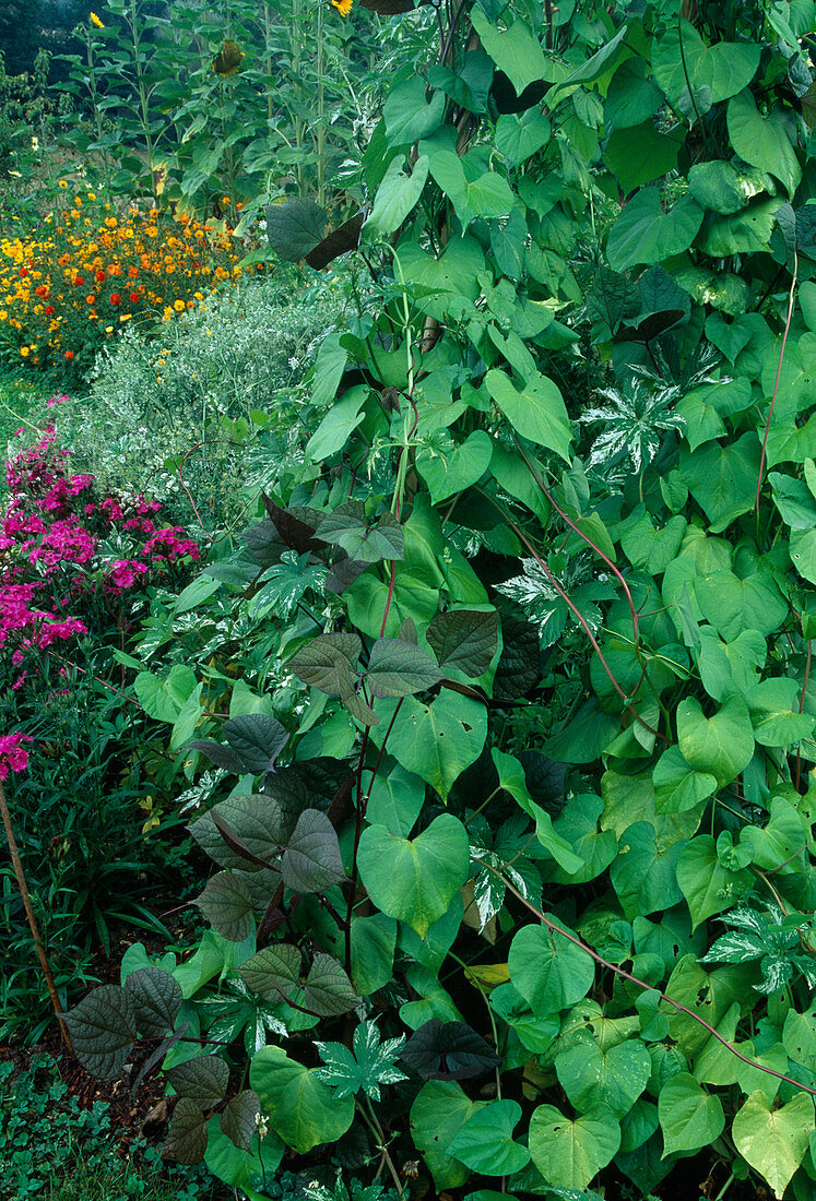 Climbing plants in the vegetable garden