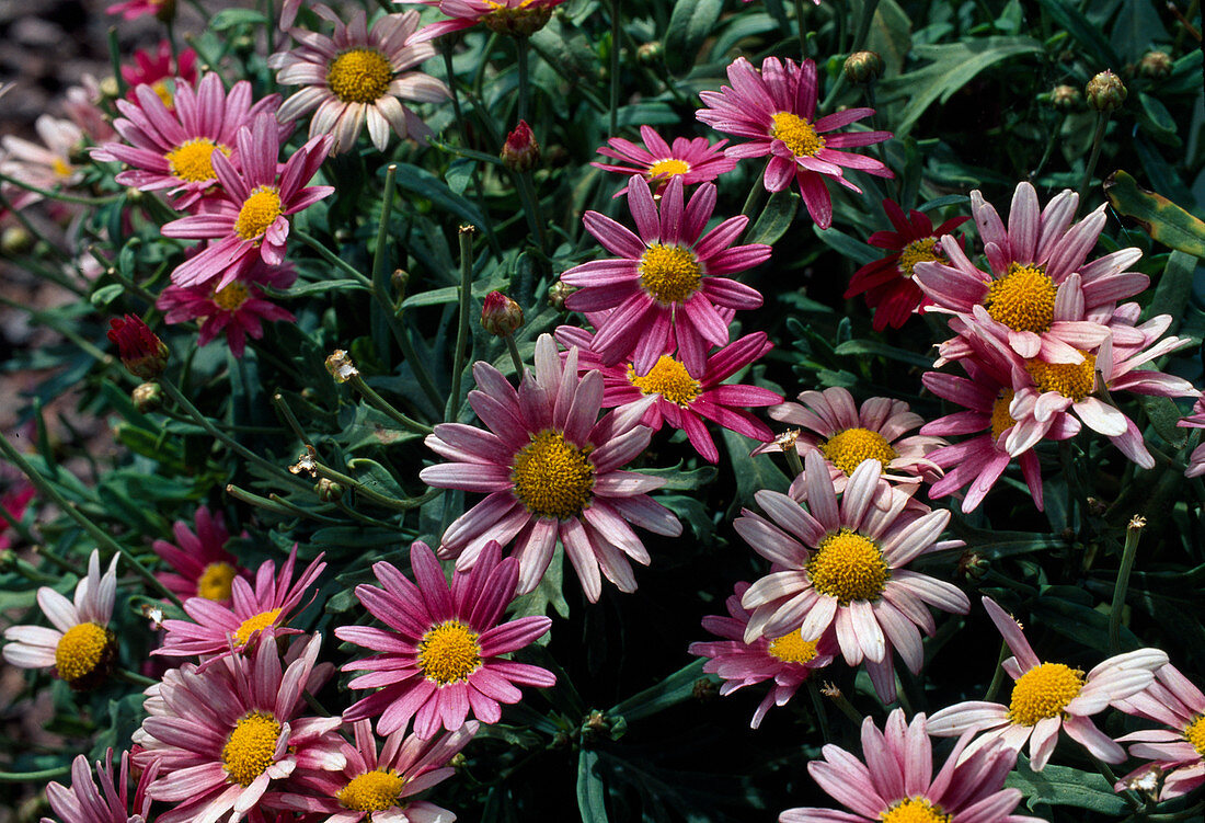 Argyranthemum 'Romance'