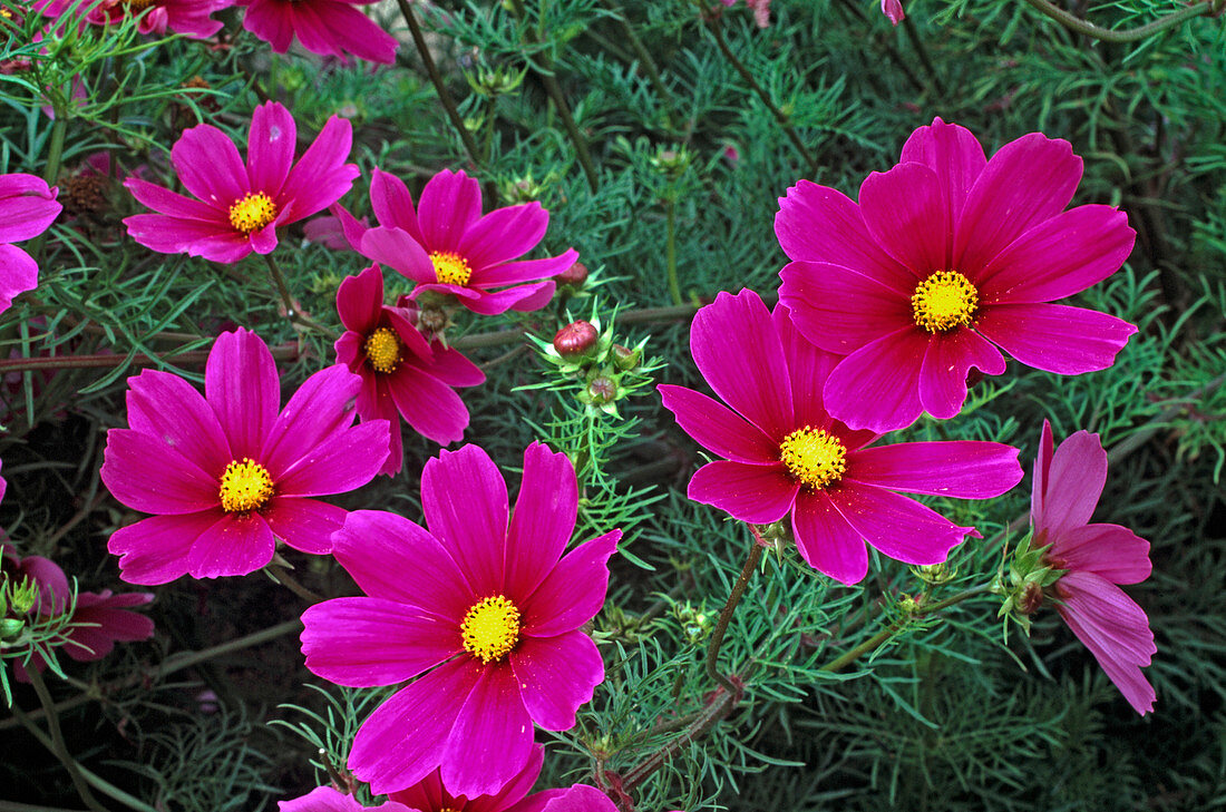 Cosmos 'Versailles' pink (jewelery basket)