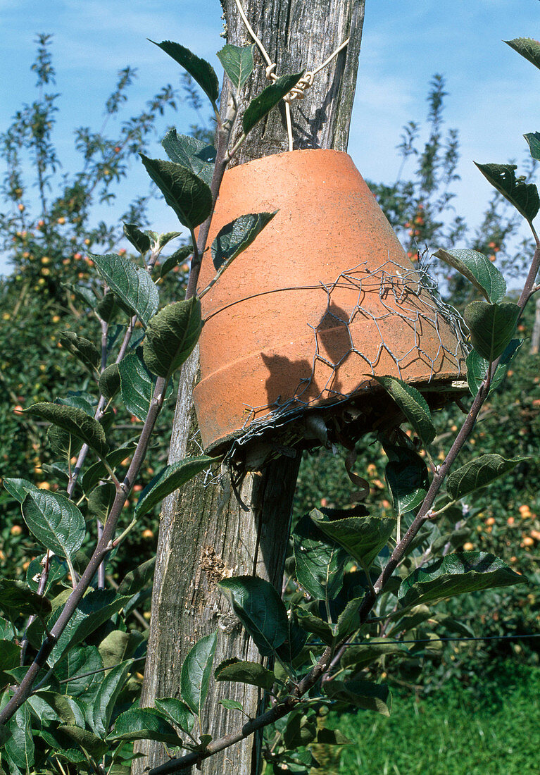 Shelter for earwigs