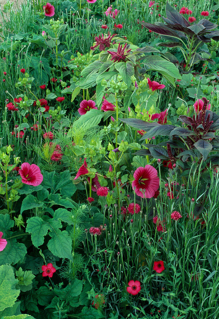 Red bed with annuals: Malva (mallow), Amaranthus (foxtail), Linum (red flax) and Centaurea (red cornflowers)