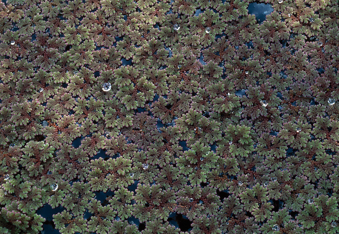 Azolla caroliniana (Fairy moss, algae fern)