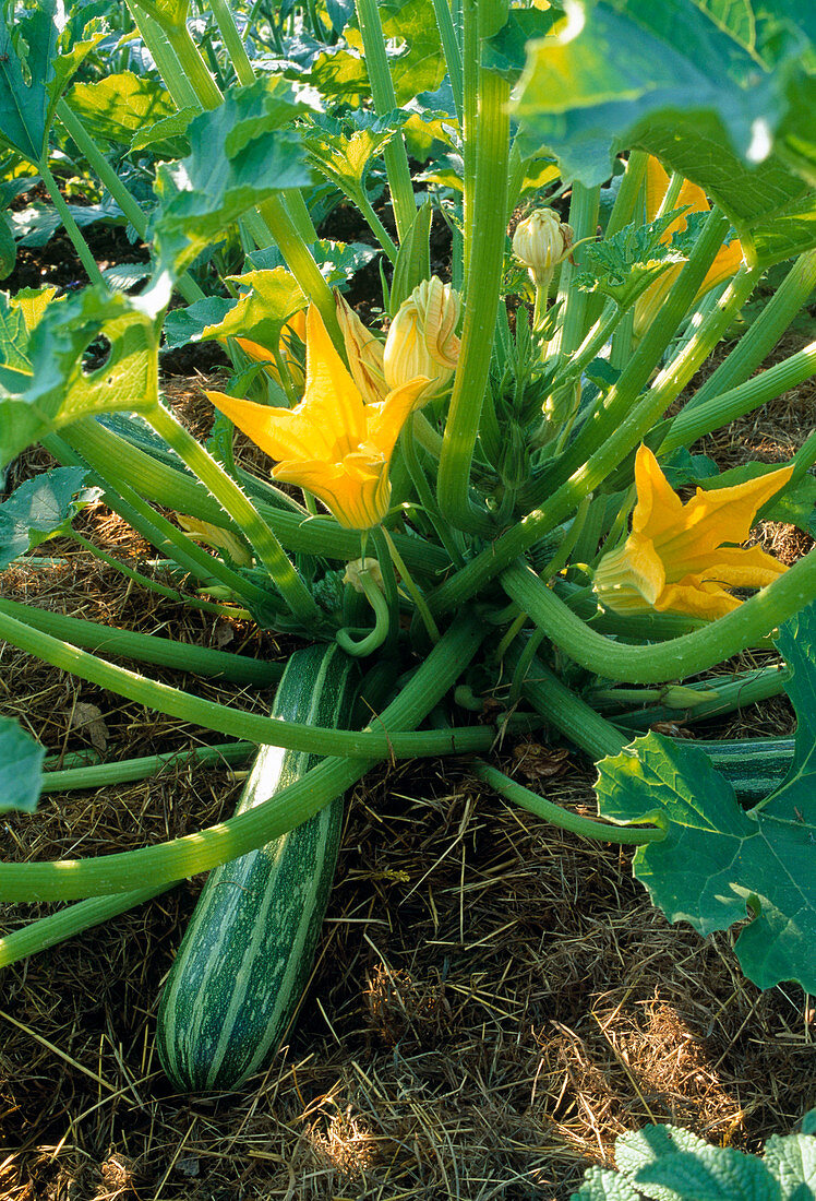 Zucchini 'Cococelle' (Cucurbita pepo) with flowers and fruit