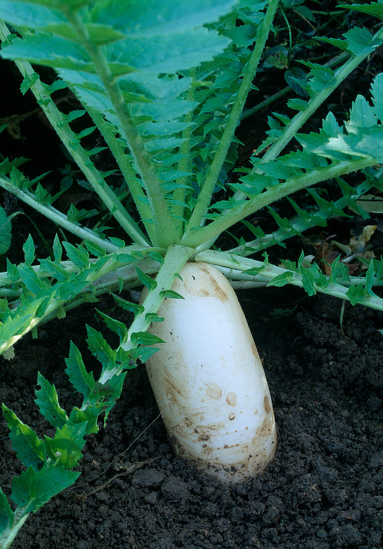 Rettich 'Minawase Summer Cross', Rhaphanus sativus im Beet