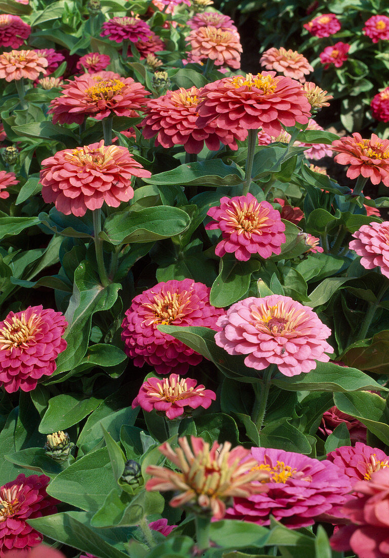 Zinnia nain F1 'Rambo Rose' (Zinnia)