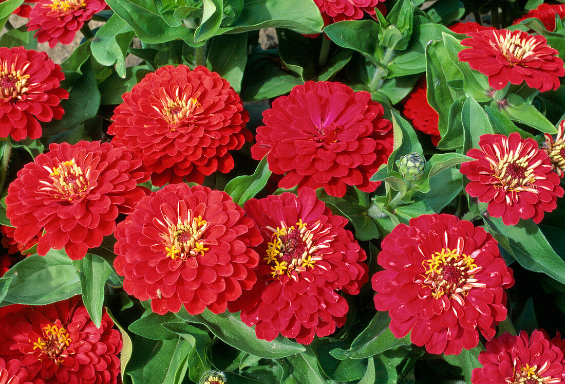 Zinnia f1 'Rambo Red' (Zinnia)