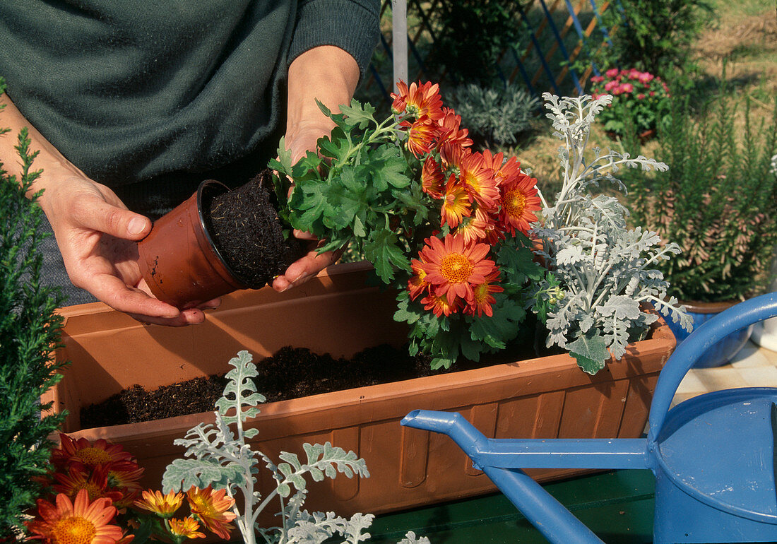 Boxes planted with autumn flowers