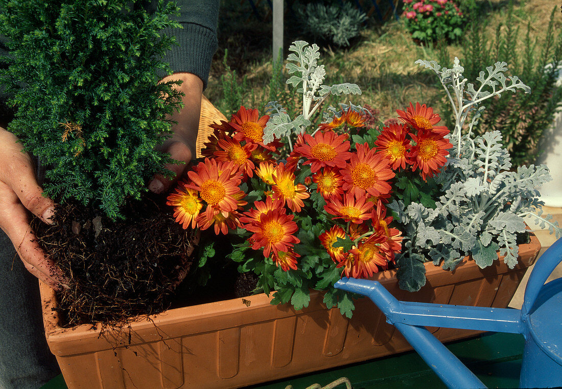 Box planted with autumn flowers