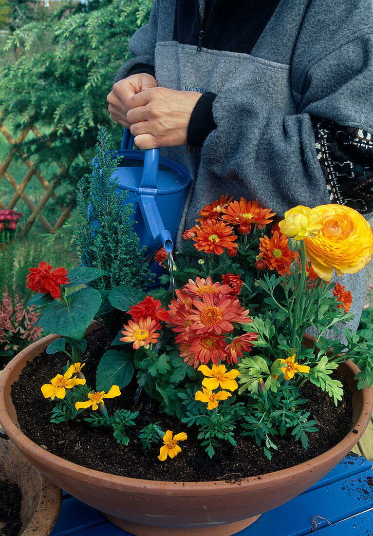 – … Bild – ❘ 12127445 Strauss Sommerblumen Gartenbildagentur kaufen Friedrich Schale bepflanzen. mit